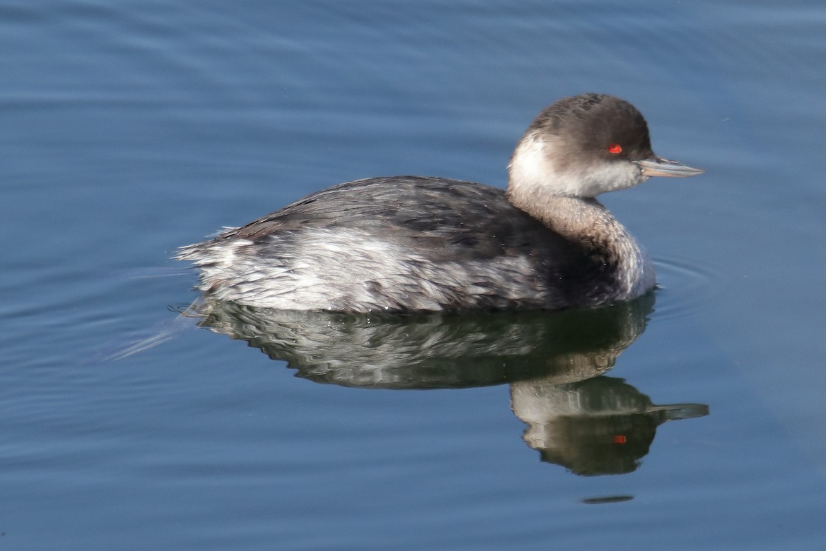 Eared Grebe - ML623514134