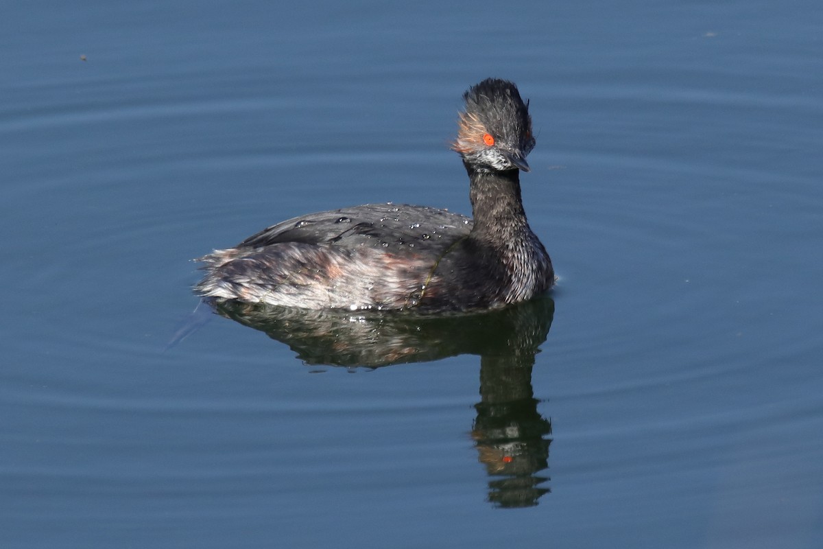 Eared Grebe - ML623514135