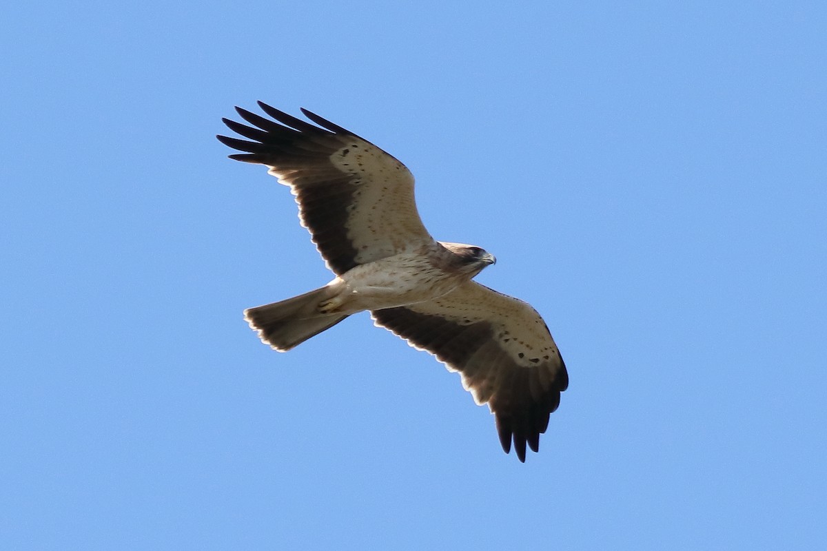 Booted Eagle - ML623514140