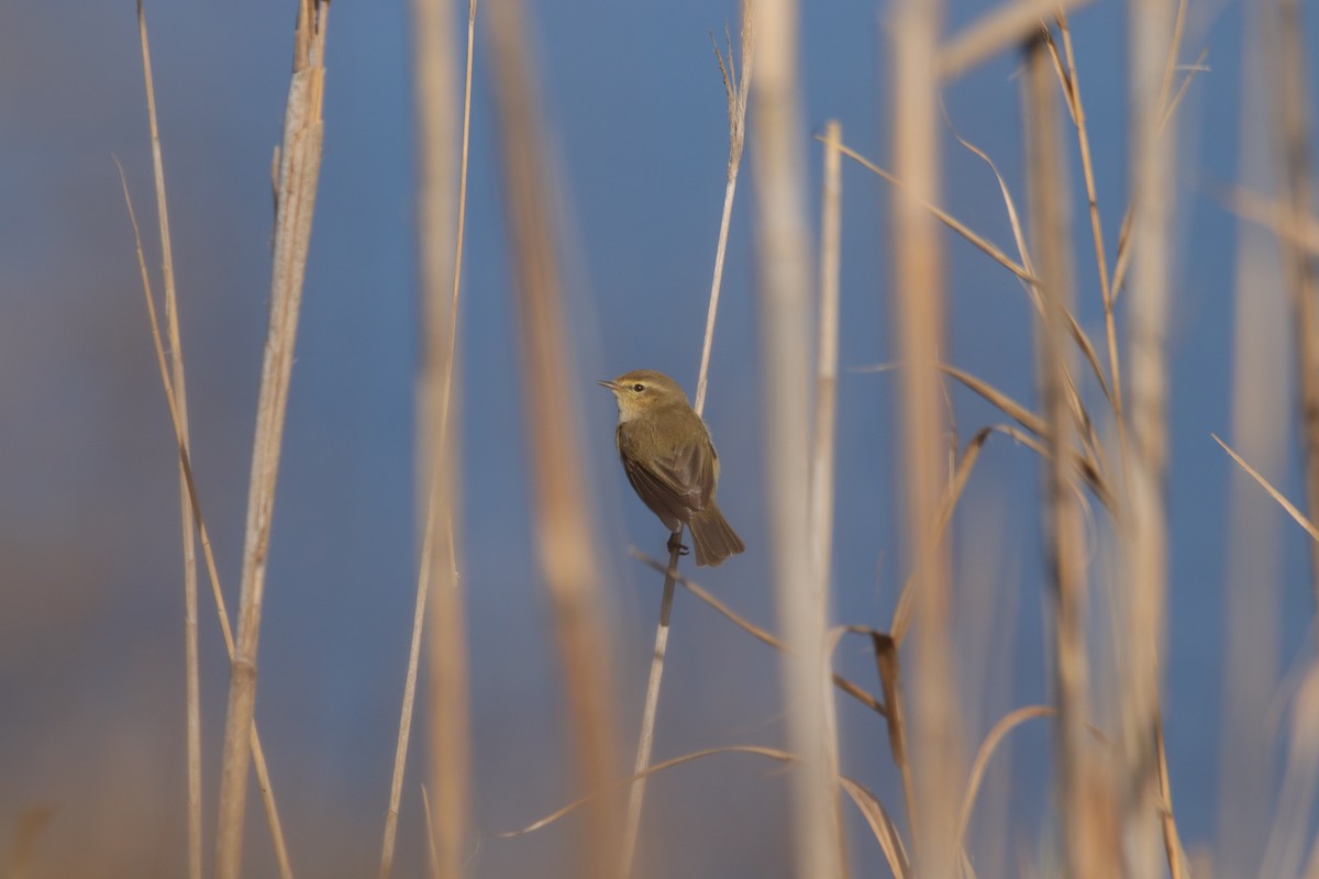 Common Chiffchaff - ML623514144