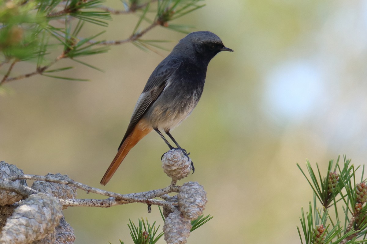 Black Redstart - ML623514145