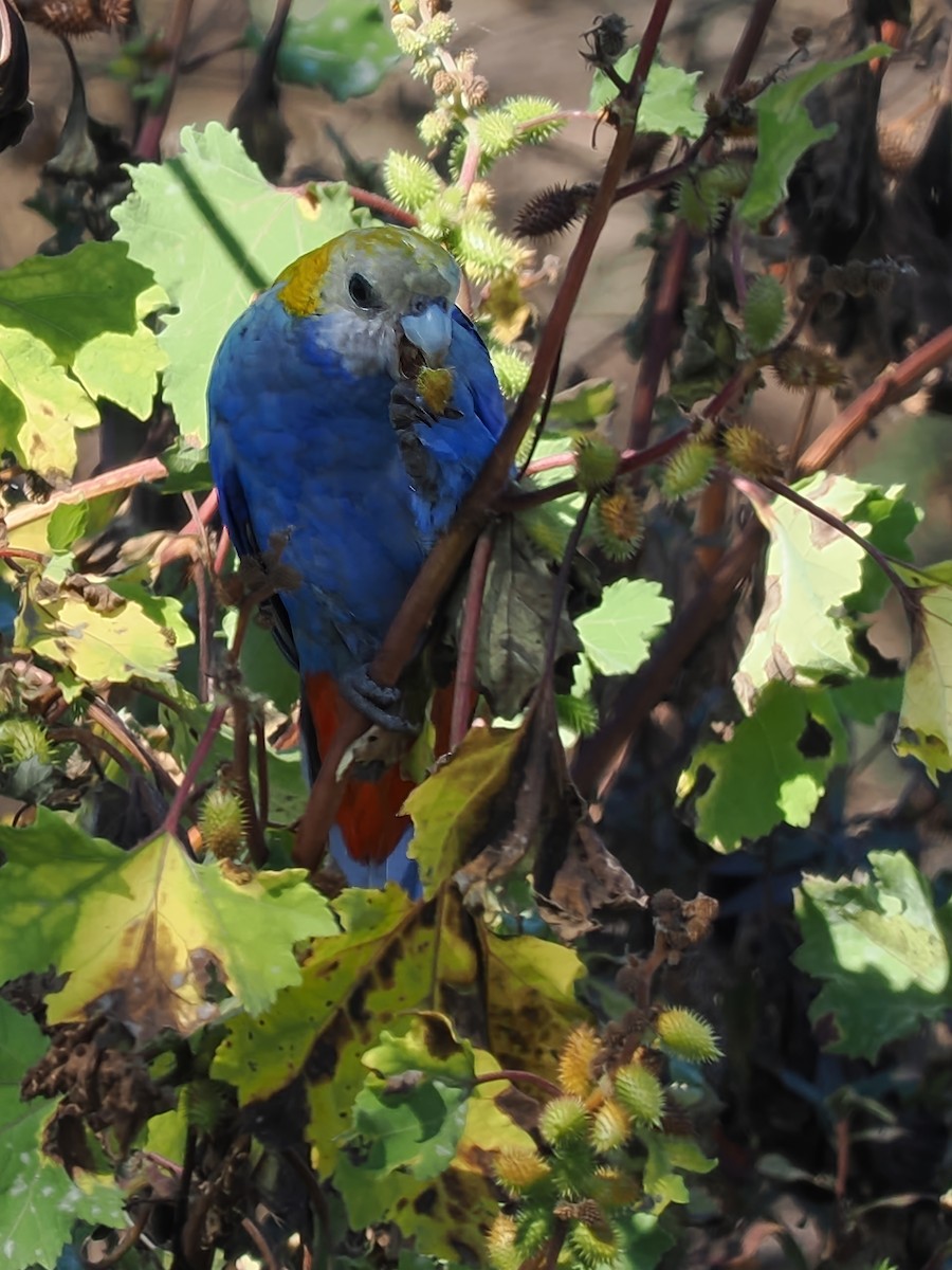 Pale-headed Rosella - ML623514209