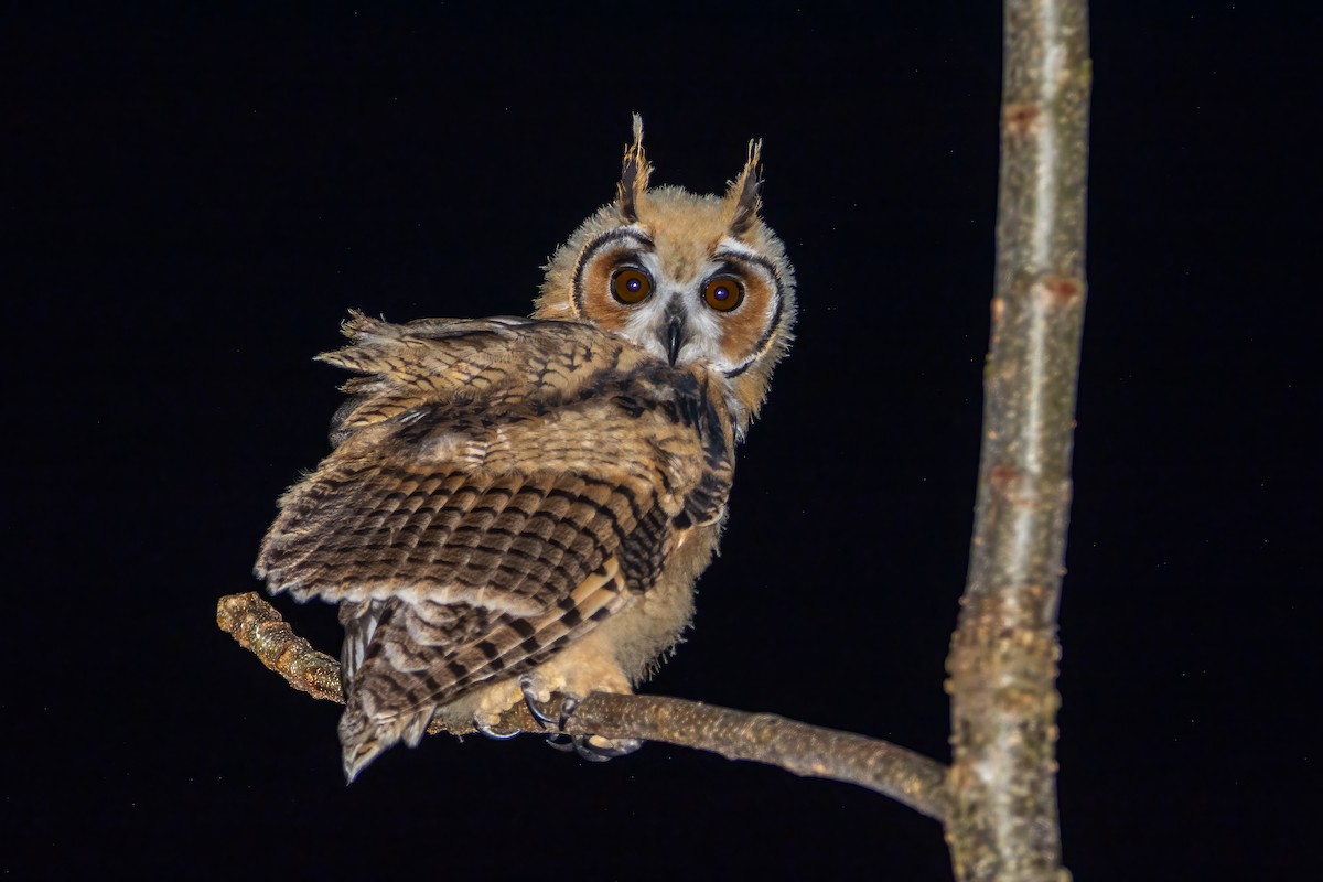 Schreieule - ML623514218