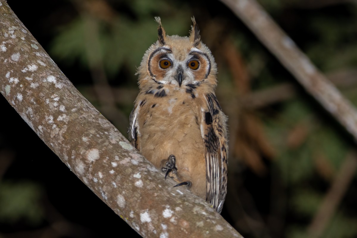 Schreieule - ML623514219