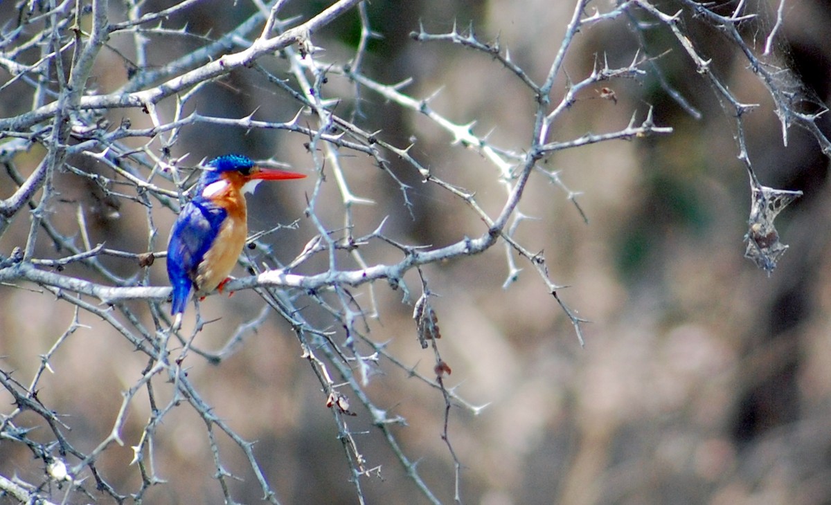 Malachite Kingfisher - ML623514225