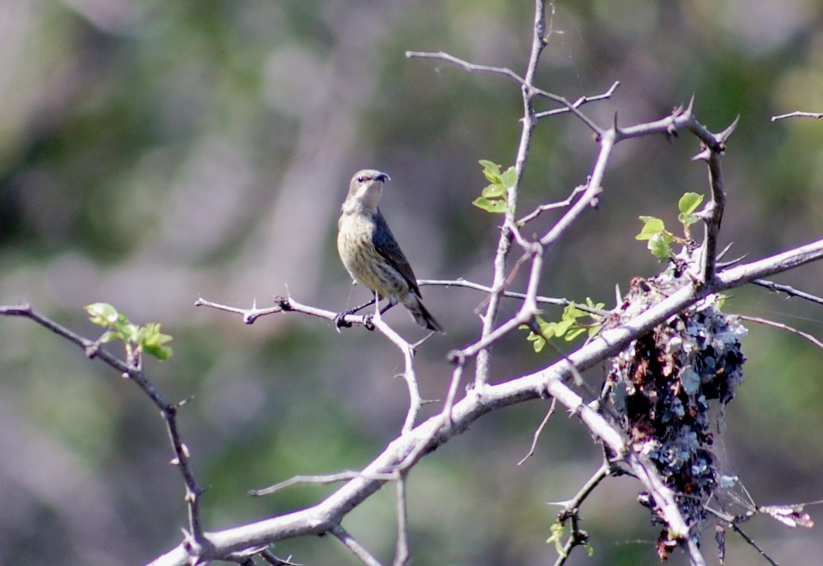 Purple-banded Sunbird - ML623514228