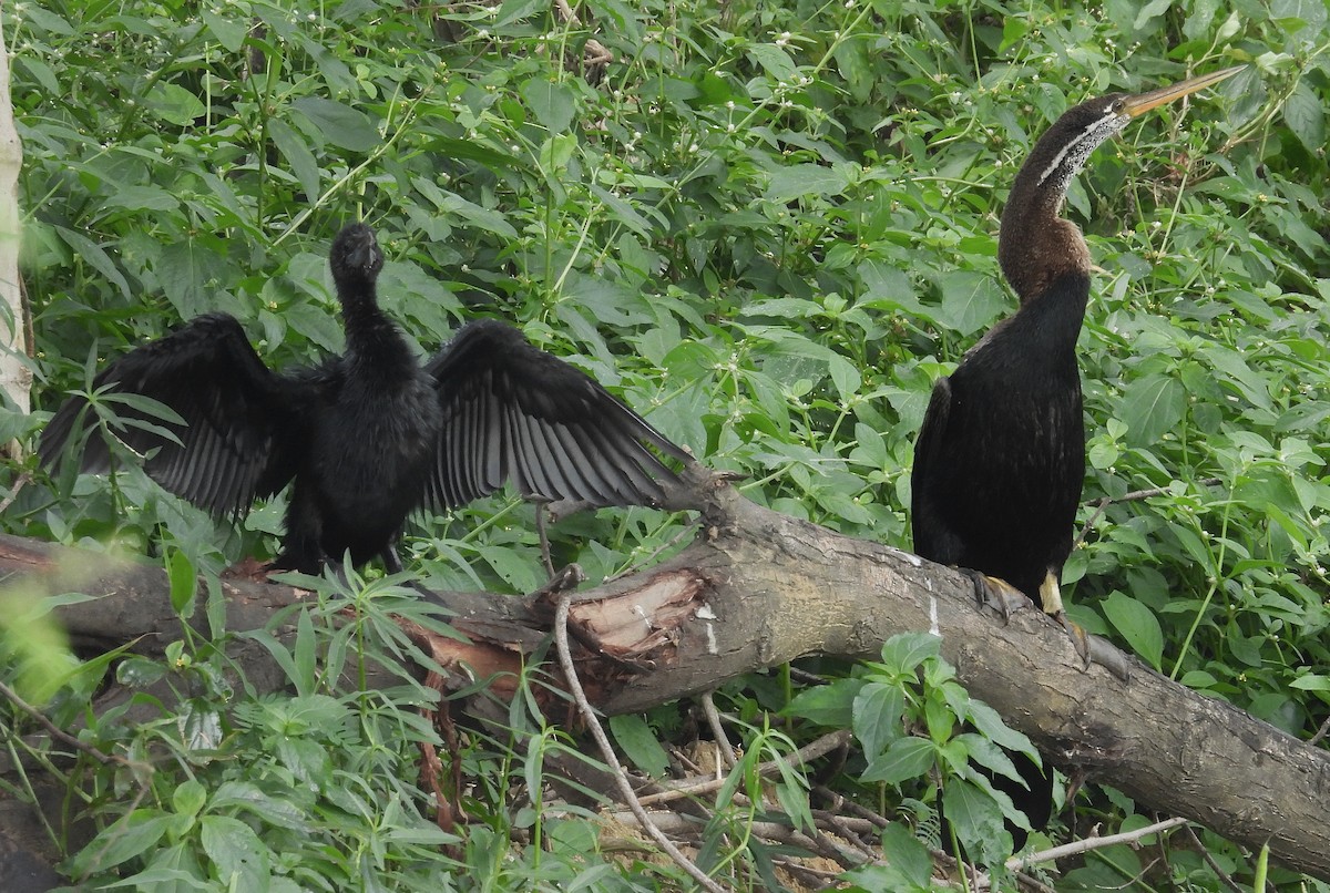 Oriental Darter - ML623514231