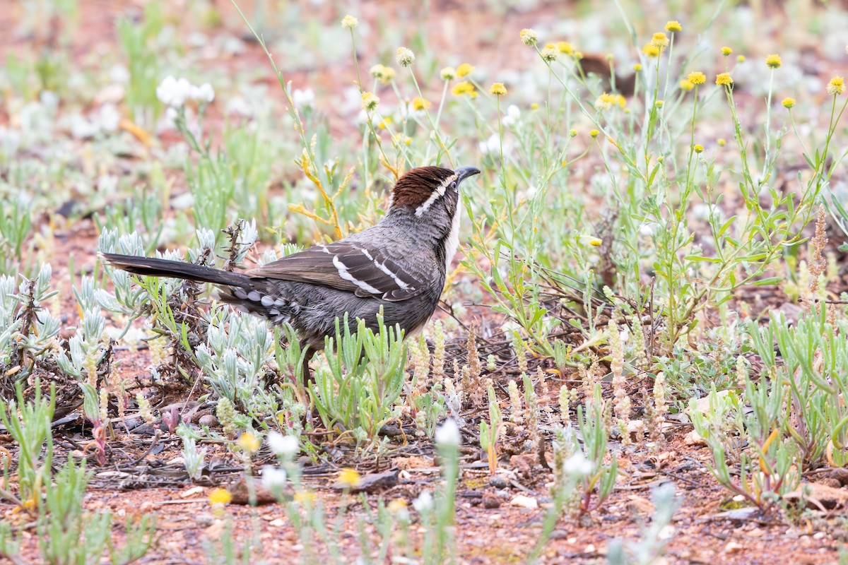 Chestnut-crowned Babbler - ML623514245