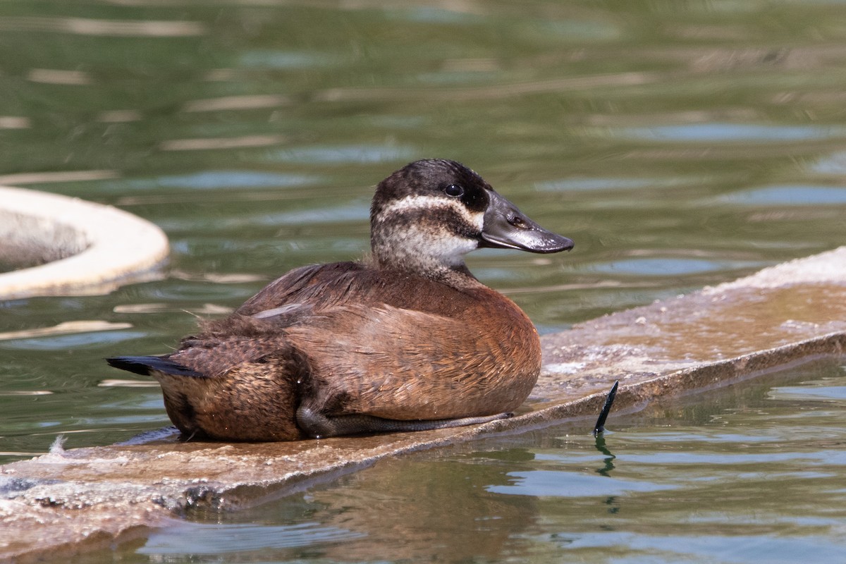 White-headed Duck - Miguel Rodríguez Esteban