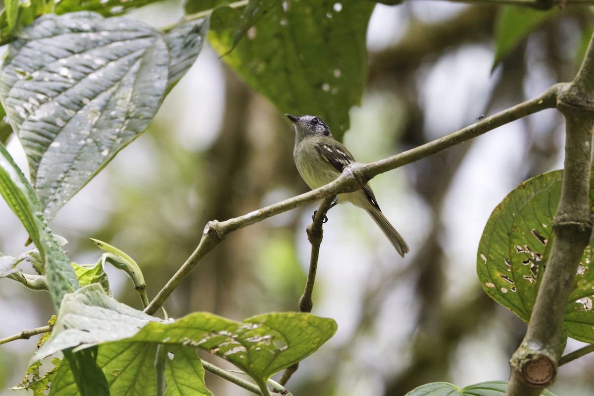 Slaty-capped Flycatcher - ML623514257