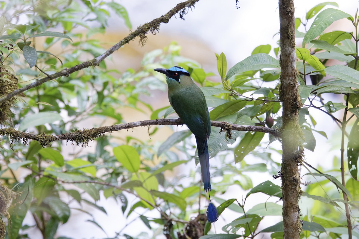 Andean Motmot - ML623514260