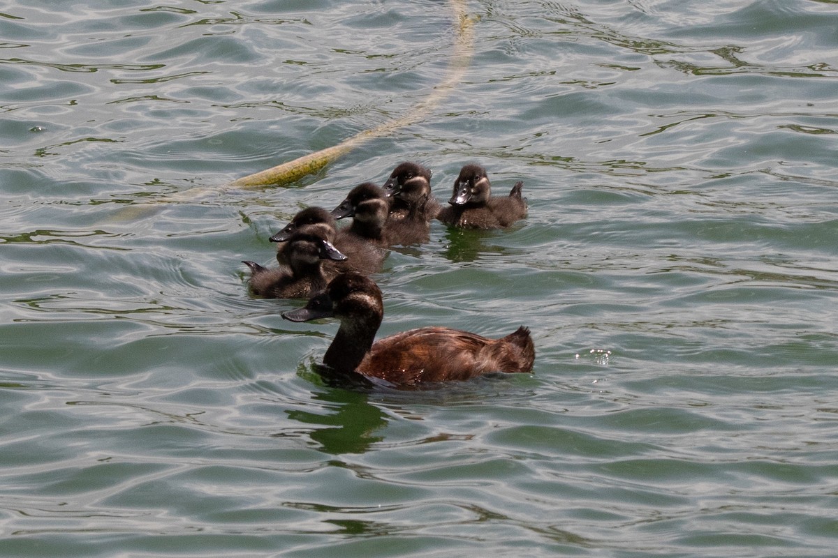 White-headed Duck - Miguel Rodríguez Esteban