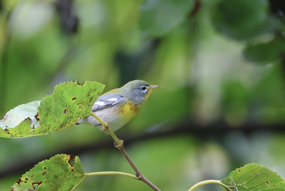 Northern Parula - ML623514269