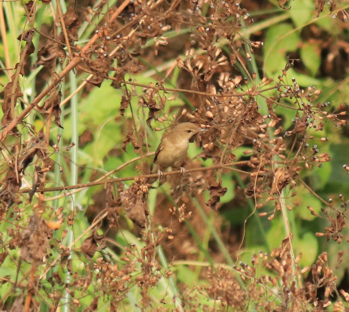 Blyth's Reed Warbler - Afsar Nayakkan