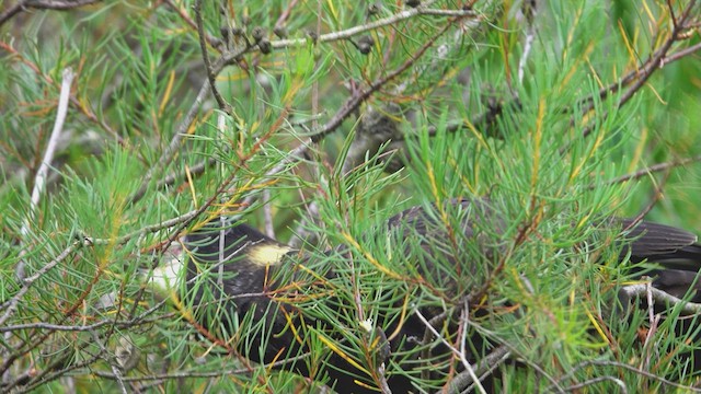 Yellow-tailed Black-Cockatoo - ML623514275