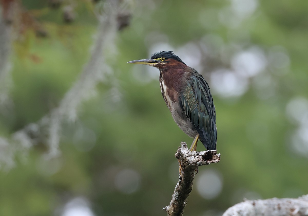 Green Heron - ML623514280