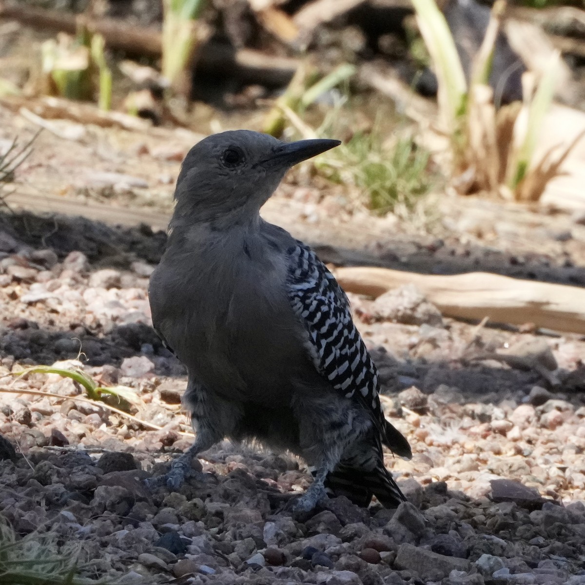 Gila Woodpecker - Charlene Fan