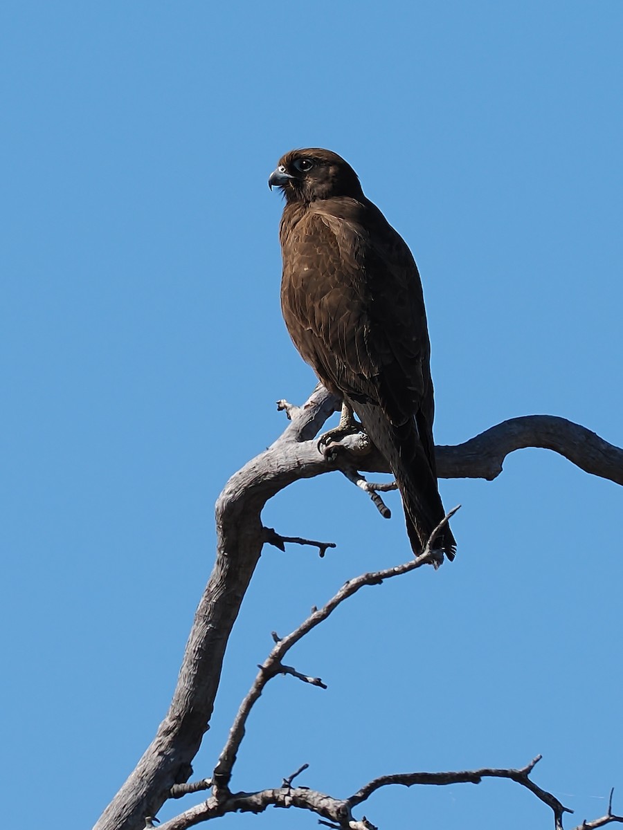 Brown Falcon - ML623514285