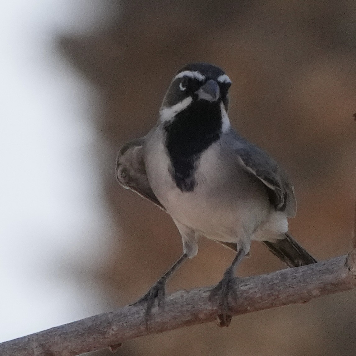 Bruant à gorge noire - ML623514288