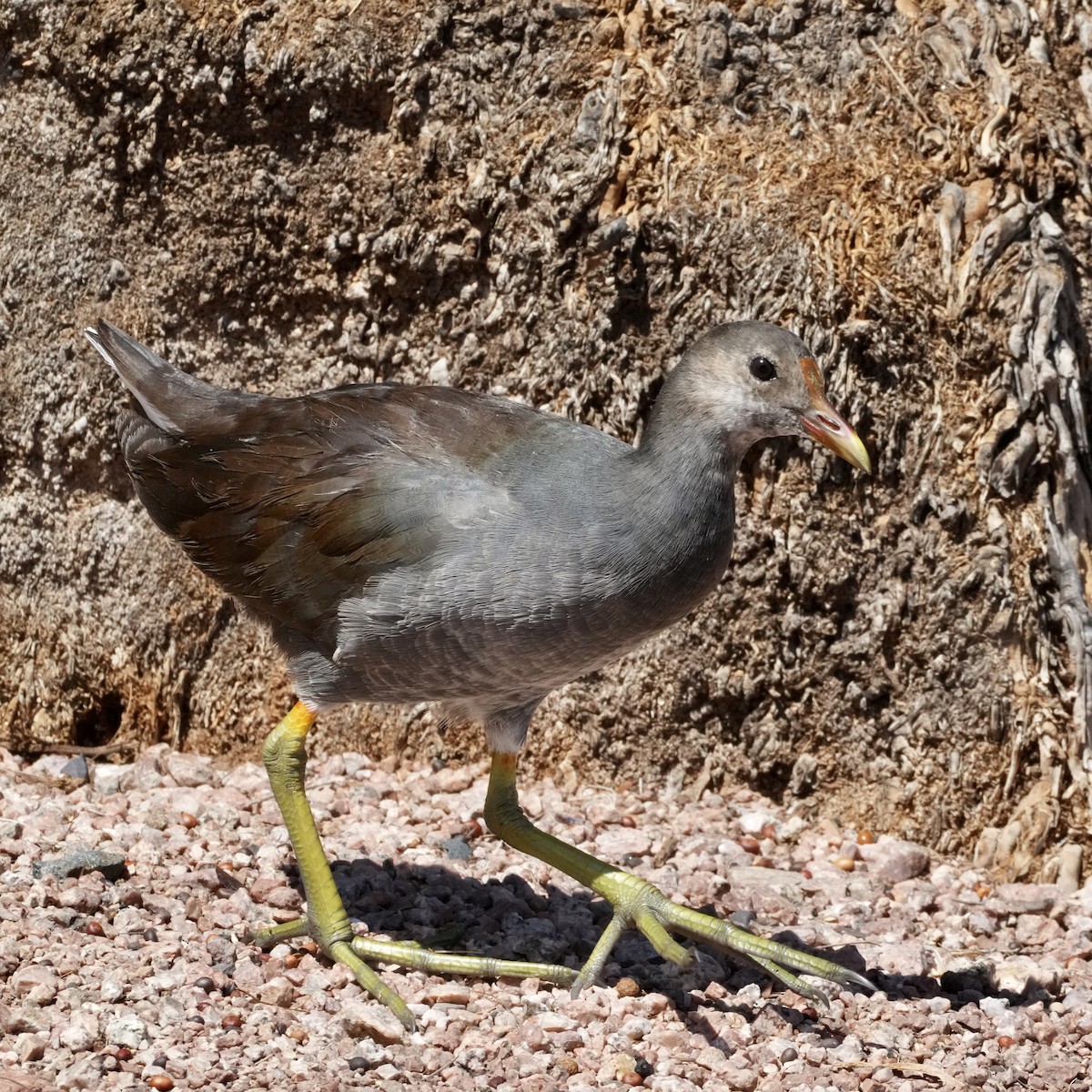 Gallinule d'Amérique - ML623514297