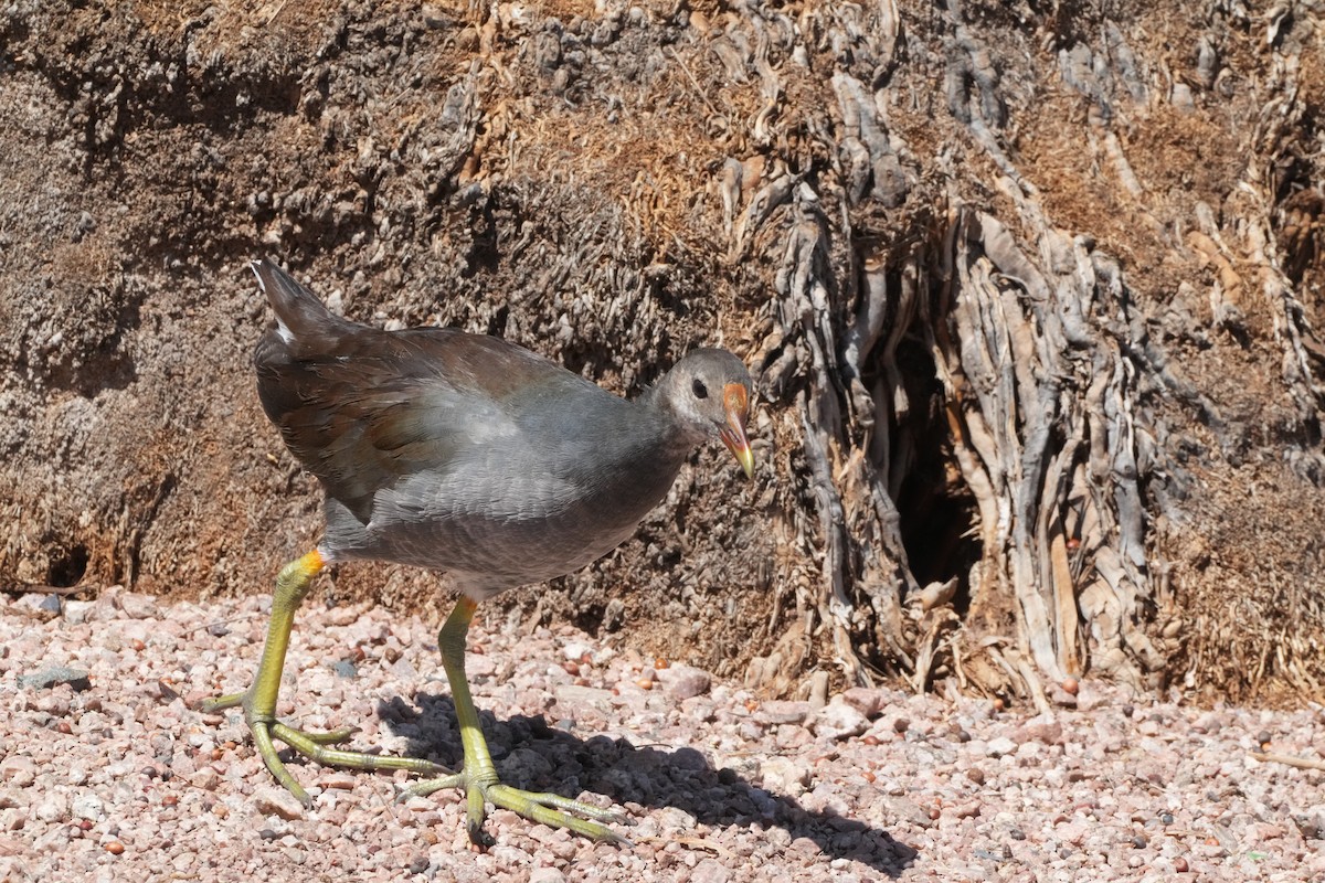 Gallinule d'Amérique - ML623514298