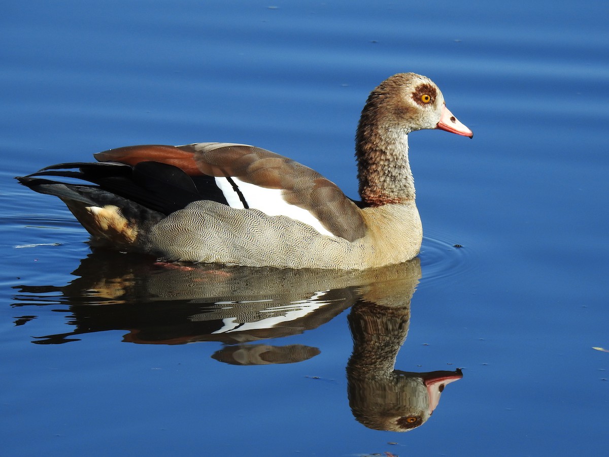 Egyptian Goose - ML623514315