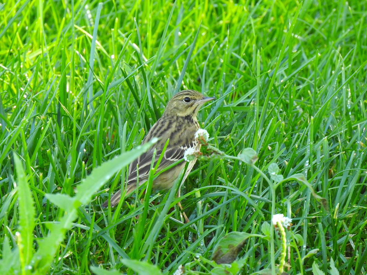 Tree Pipit - ML623514319