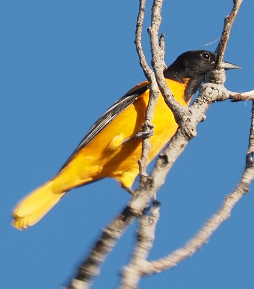 Oriole de Baltimore - ML623514336