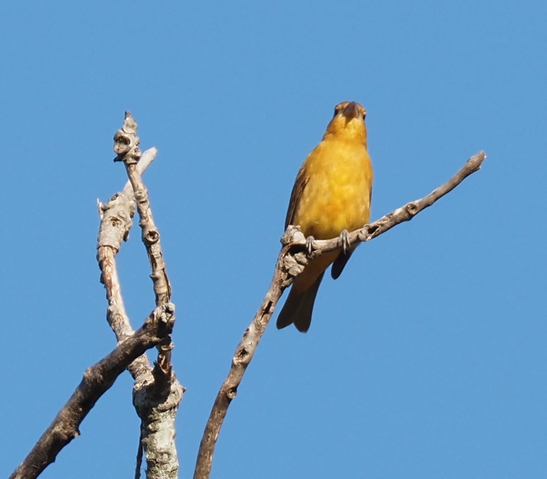 Summer Tanager - ML623514354