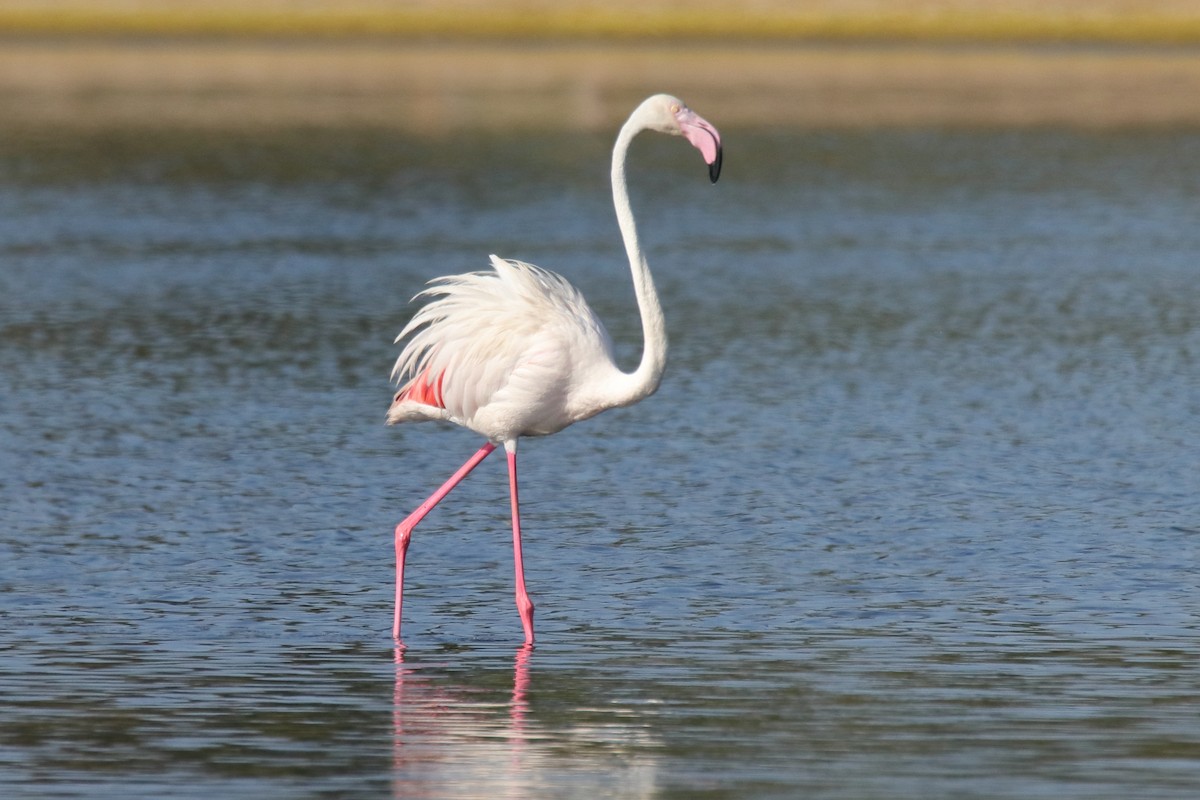 Greater Flamingo - Antonio Espin Fernandez