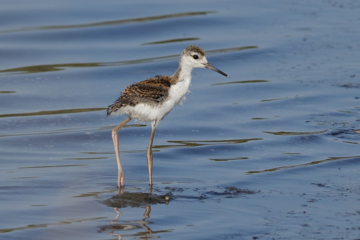 Black-winged Stilt - ML623514367