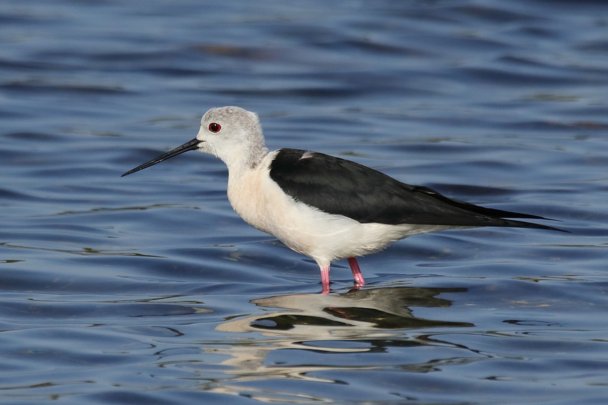 Black-winged Stilt - ML623514368