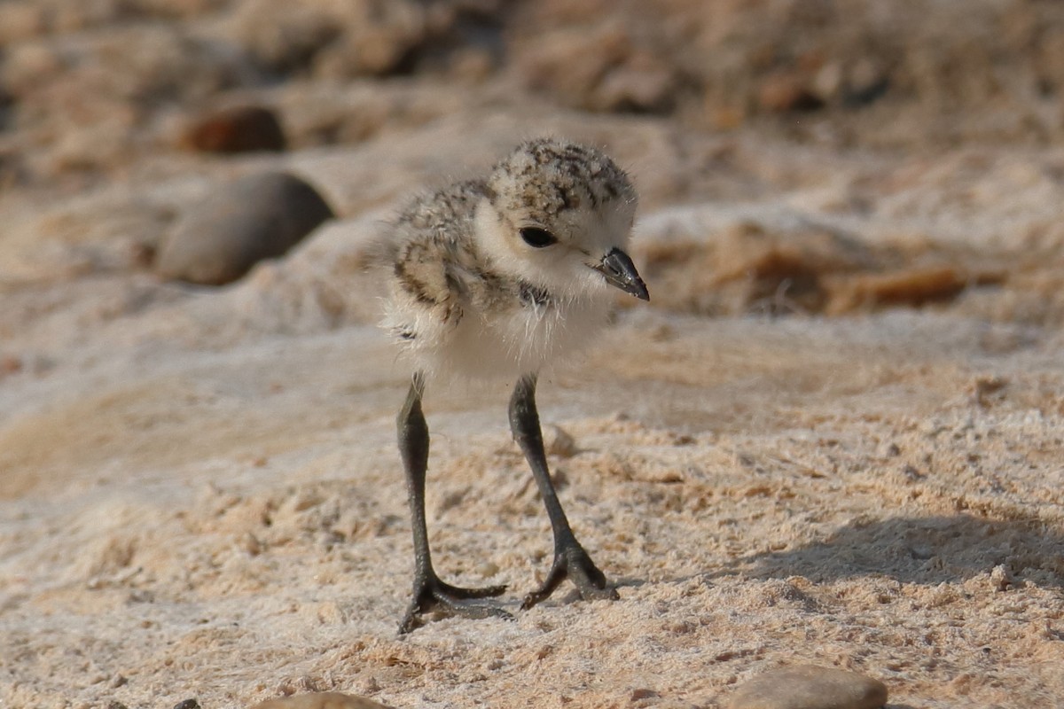 Kentish Plover - ML623514371