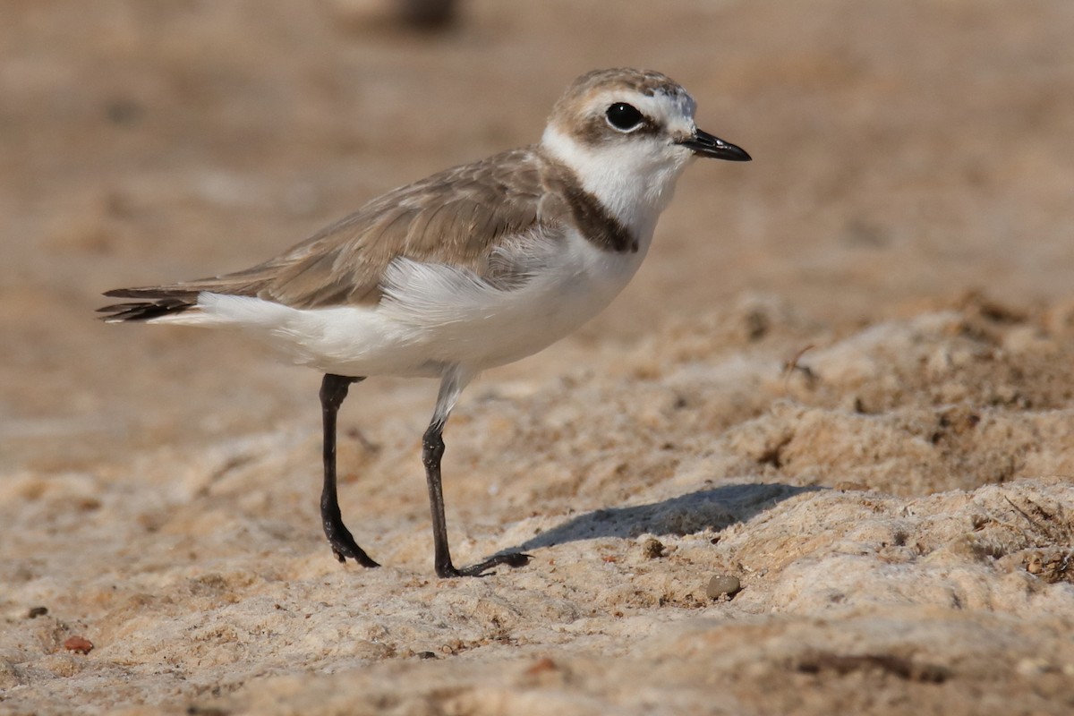 Kentish Plover - ML623514373