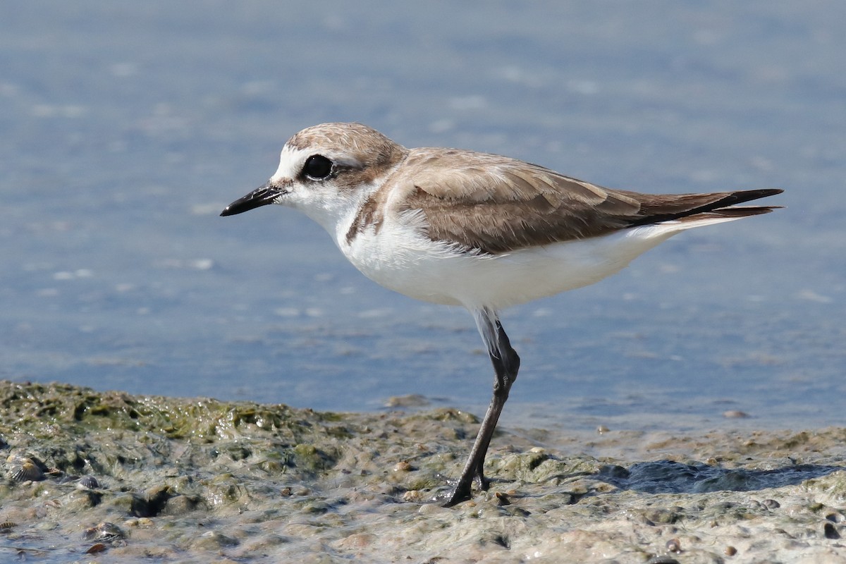 Kentish Plover - Antonio Espin Fernandez