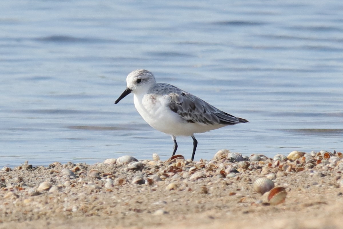 Sanderling - ML623514382