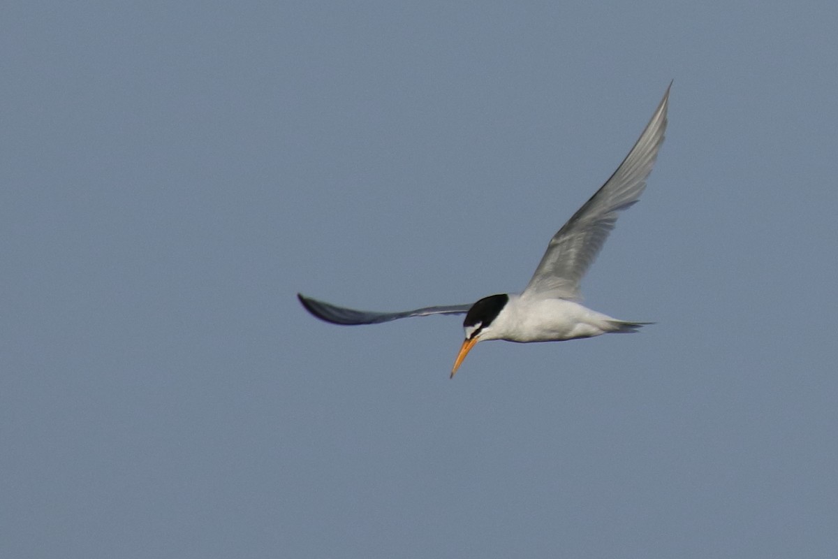 Little Tern - ML623514385