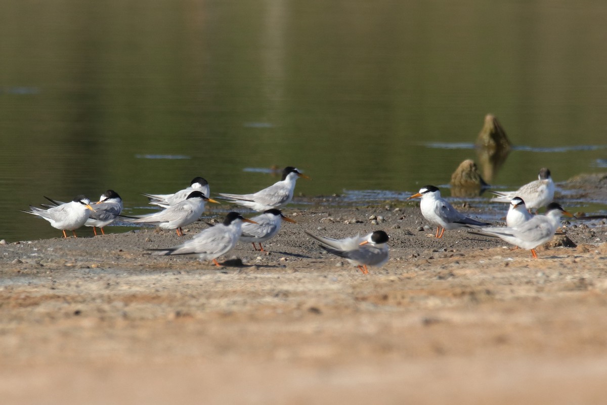 Little Tern - ML623514386