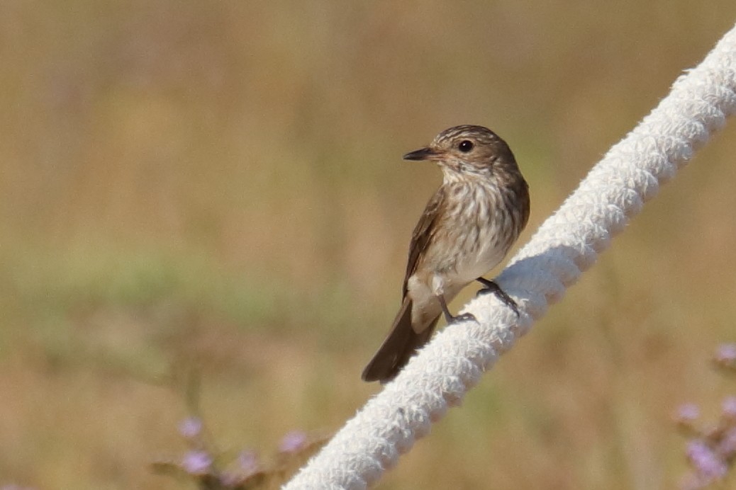 Spotted Flycatcher - ML623514390