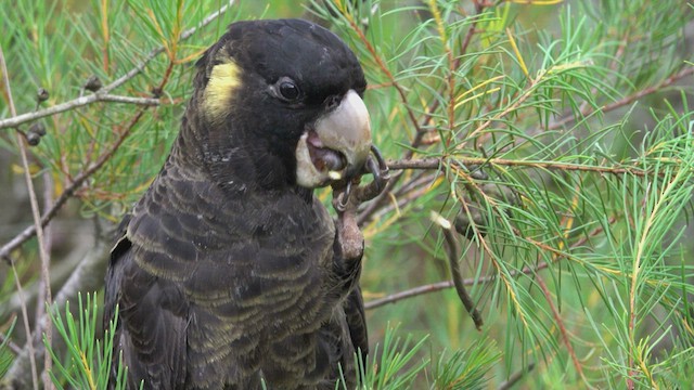 Yellow-tailed Black-Cockatoo - ML623514423