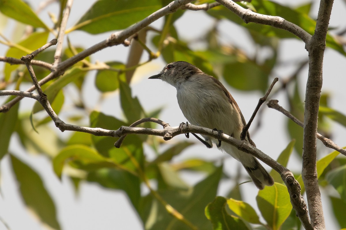 Mangrove Gerygone - ML623514467