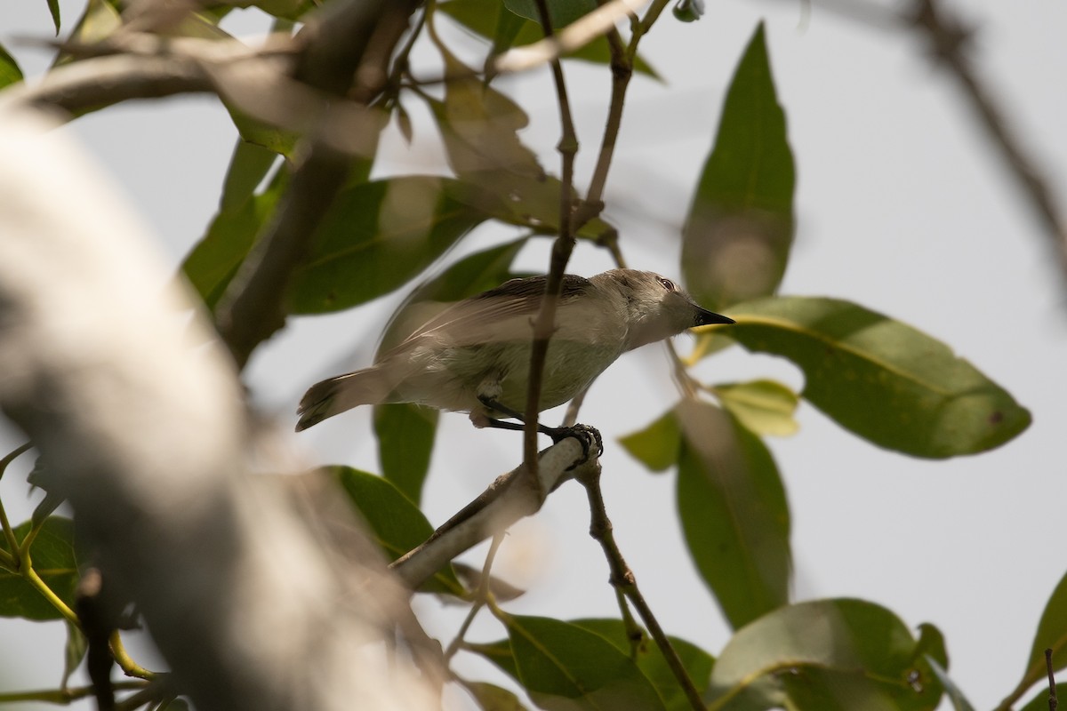 Mangrove Gerygone - ML623514468