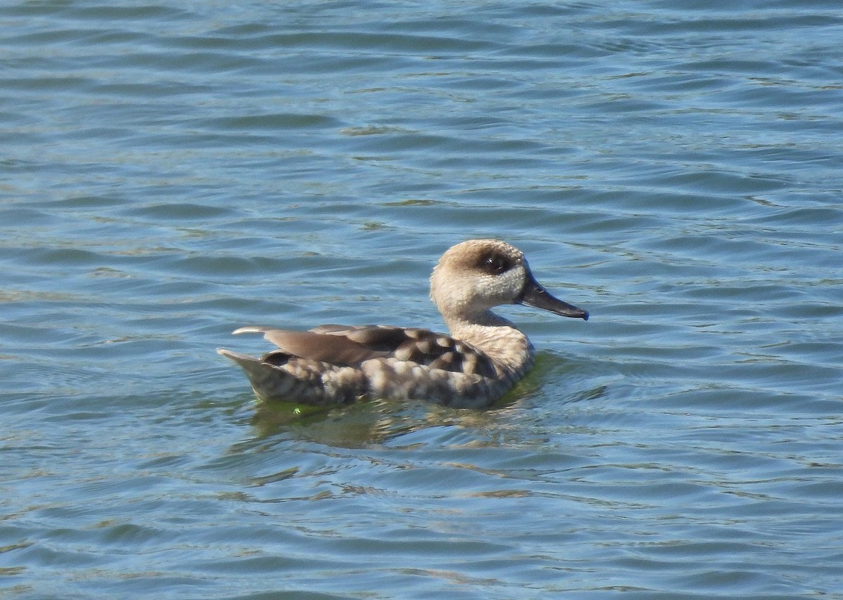 Marbled Duck - ML623514531