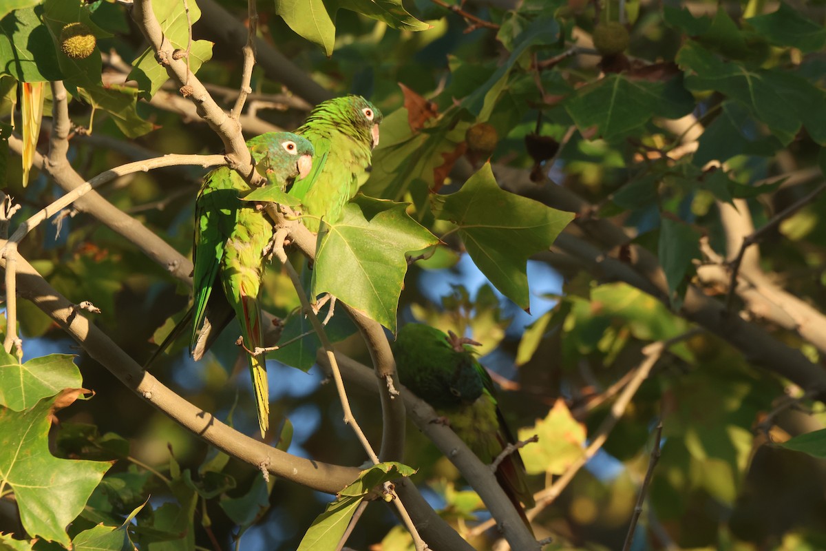 Blue-crowned Parakeet - ML623514532