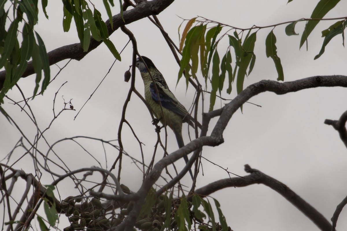 Northern Rosella - ML623514561