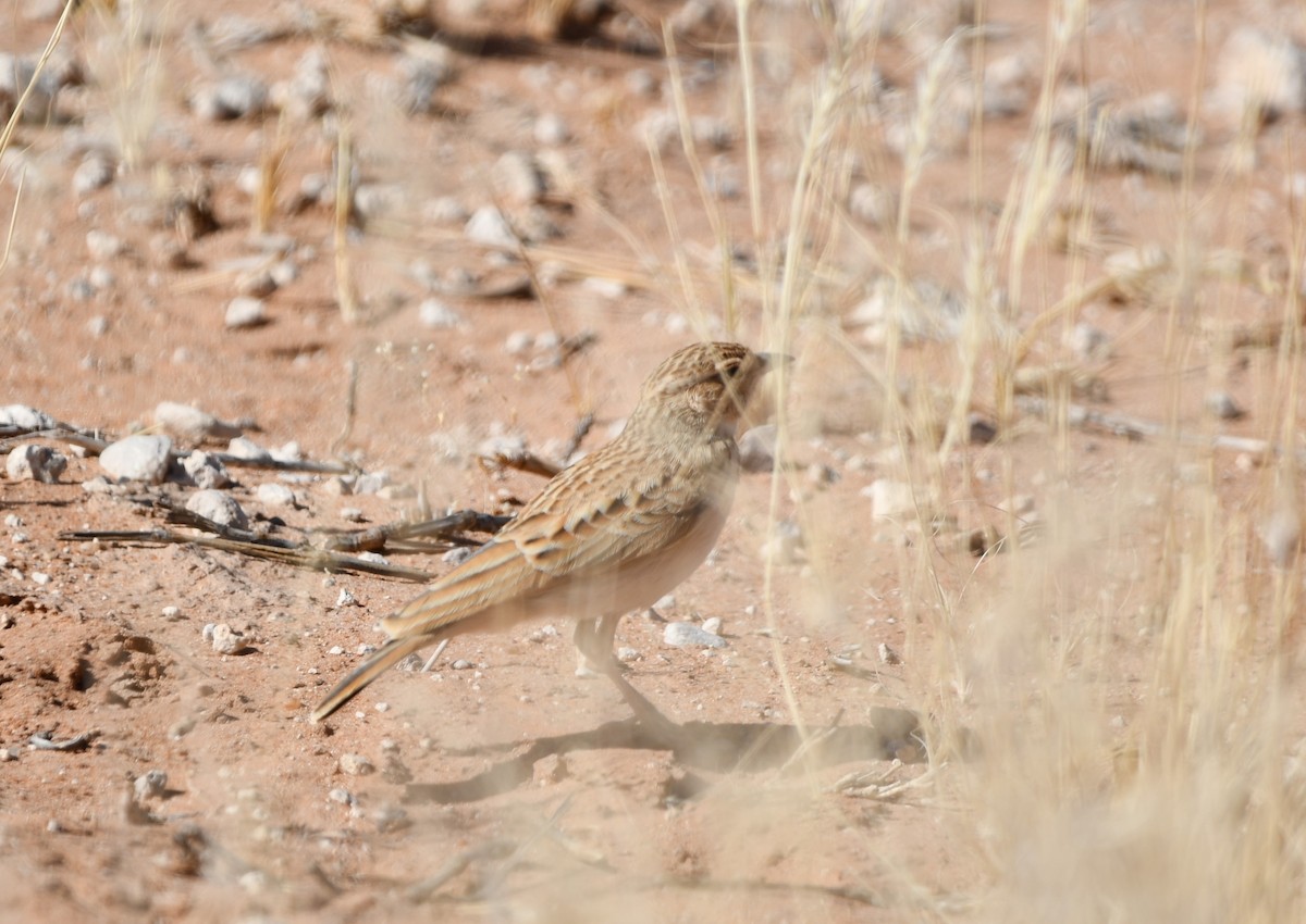 Fawn-colored Lark - ML623514631