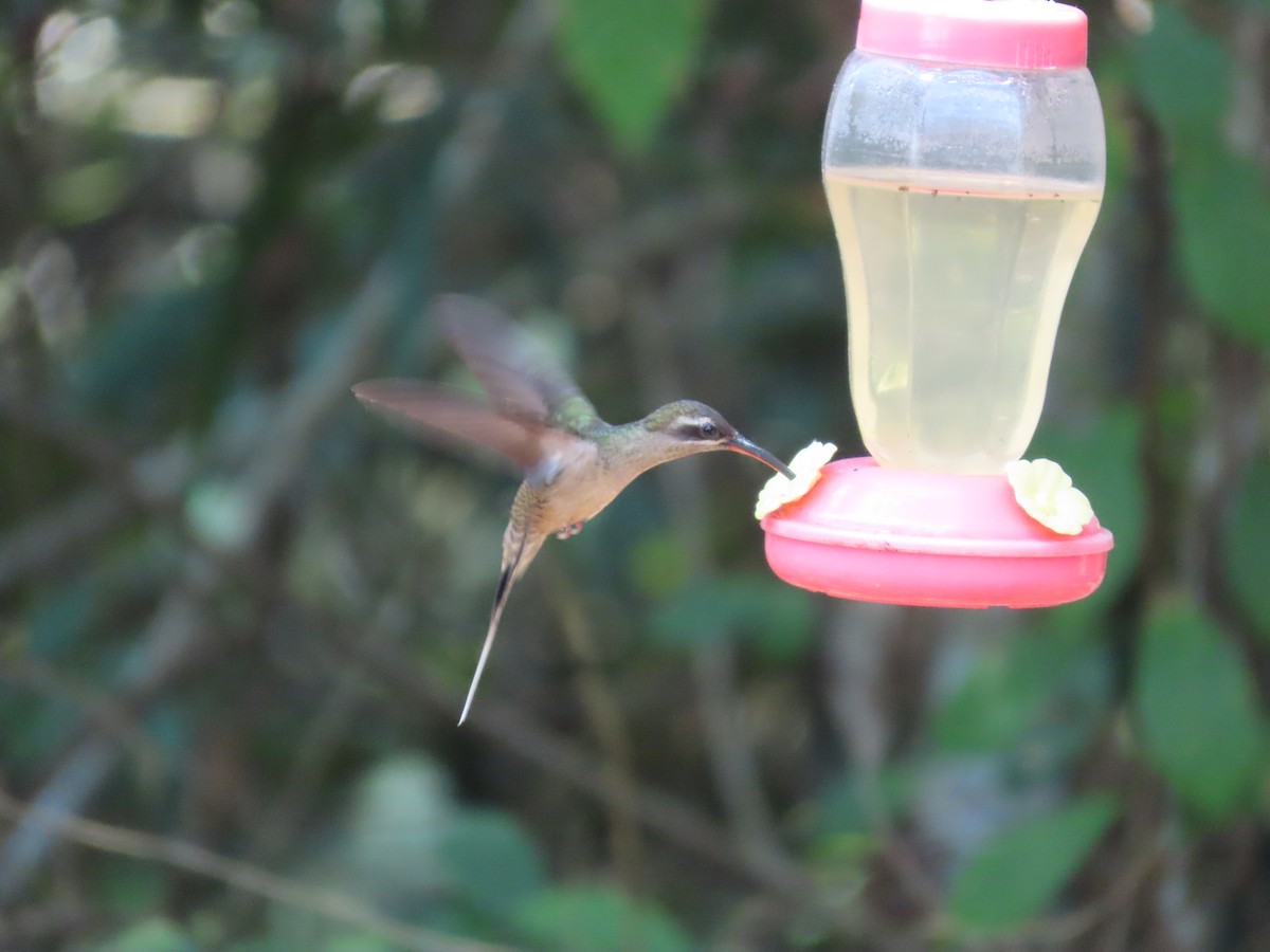 Great-billed Hermit - ML623514642