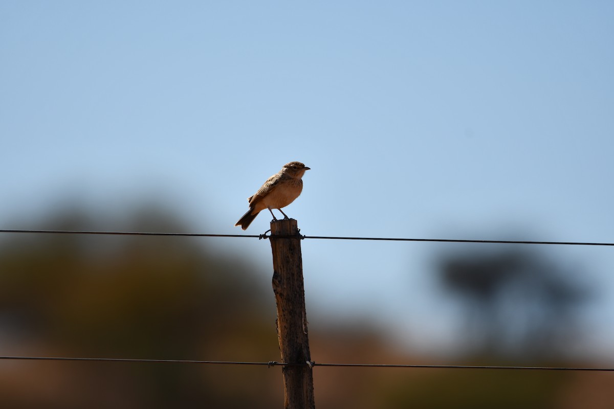 Fawn-colored Lark - ML623514644