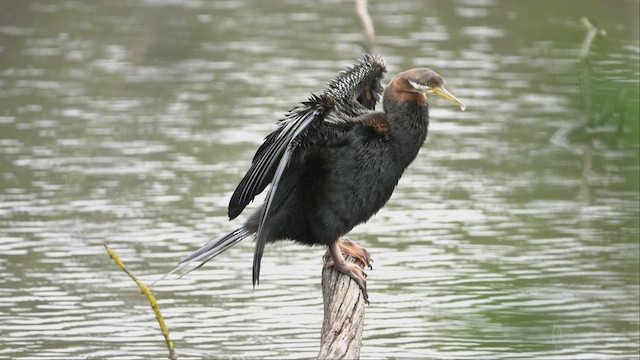 Australasian Darter - ML623514656