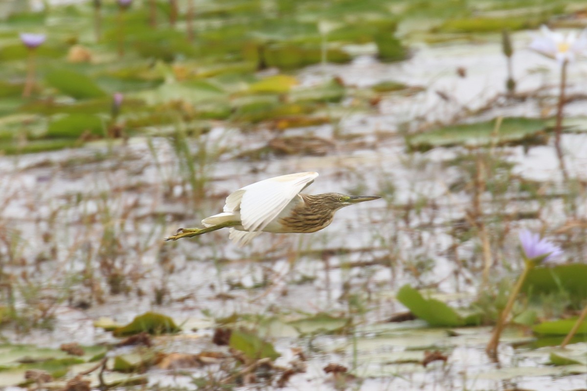 Squacco Heron - ML623514661